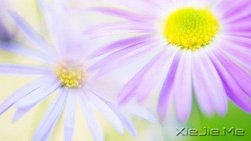 晚安心语:单纯不是什么态度,而是一种满足感 (1)