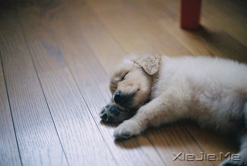 治愈系图片 (2)